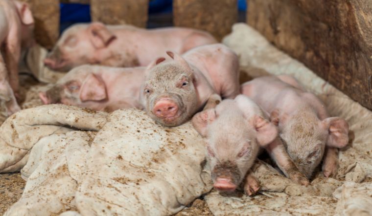 Giá heo hơi hôm nay 08/07: Tăng - giảm một vài nơi