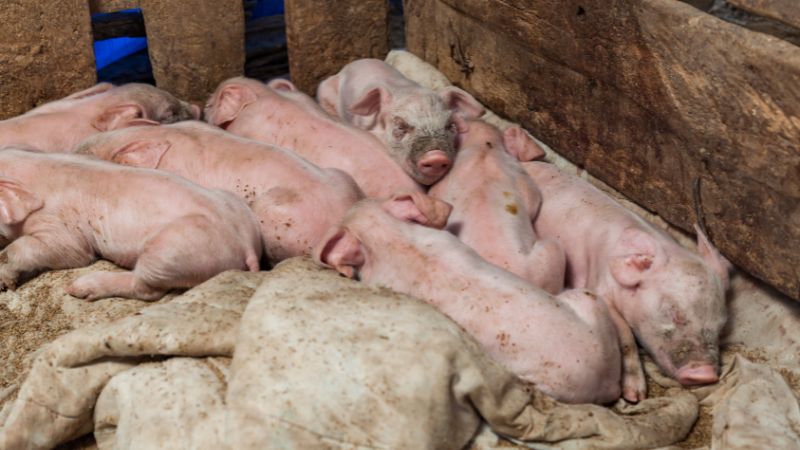 Giá heo hơi hôm nay 09/07 tại miền Bắc Giá heo hơi hôm nay 09/07 tại miền Bắc