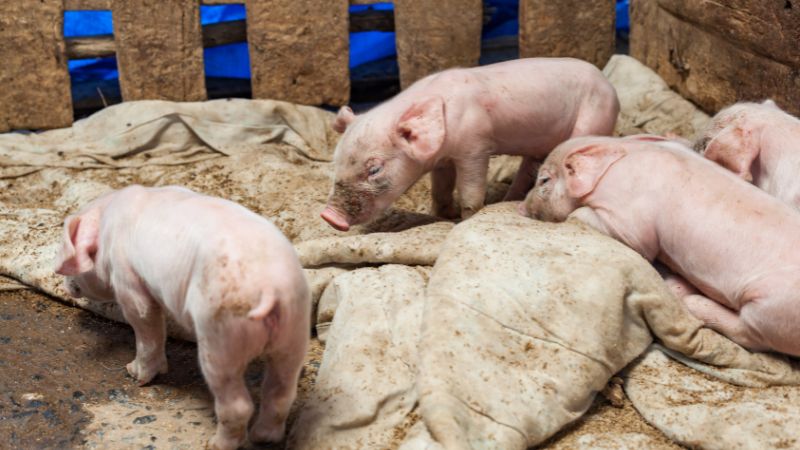 Giá heo hơi hôm nay 09/07 tại miền Trung, Tây Nguyên Giá heo hơi hôm nay 09/07 tại miền Trung, Tây Nguyên