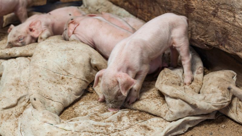 Giá heo hơi hôm nay 09/07 tại miền Nam Giá heo hơi hôm nay 09/07 tại miền Nam