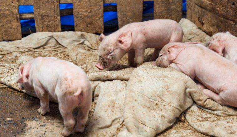 Giá heo hơi hôm nay 09/07: Tiếp tục điều chỉnh tại một số địa phương