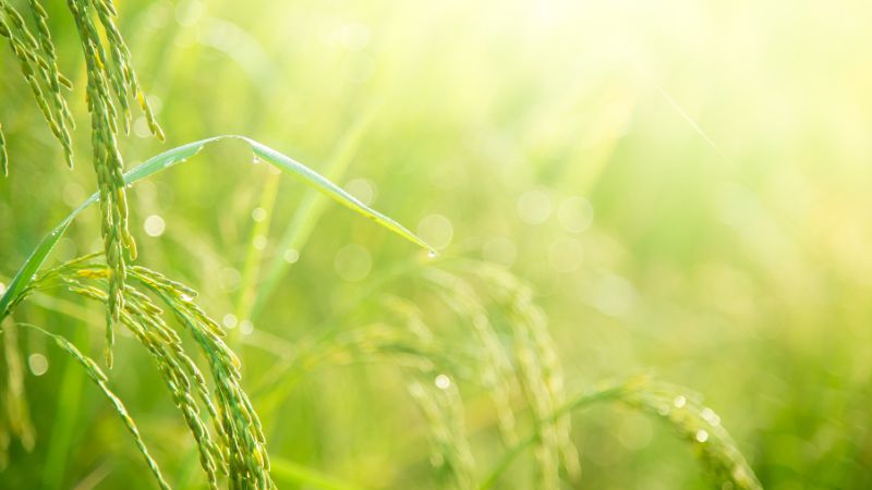 Giá gạo hôm nay 09/7