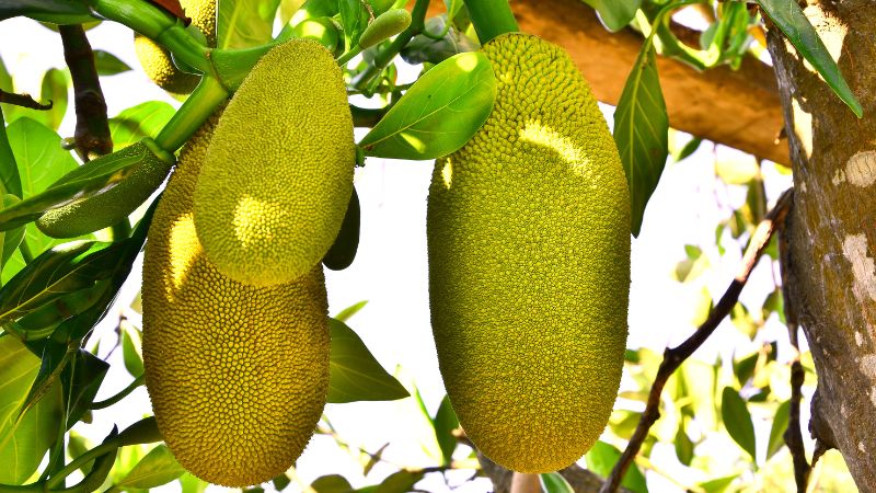 Nguyên nhân mít thối trái phải cắt bỏ