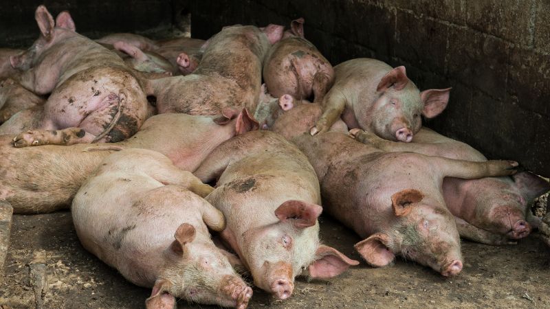 Giá heo hơi hôm nay 10/07 tại miền Trung, Tây Nguyên Giá heo hơi hôm nay 10/07 tại miền Trung, Tây Nguyên