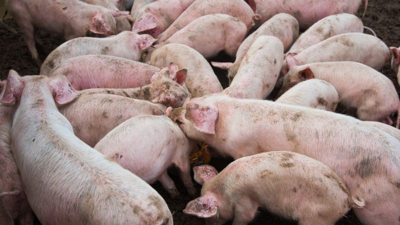 Giá heo hơi hôm nay 10/07 tại miền Nam Giá heo hơi hôm nay 10/07 tại miền Nam