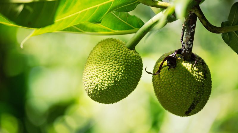 Cách làm nhánh cái cây mít Thái mau lớn, nuôi trái to tròn