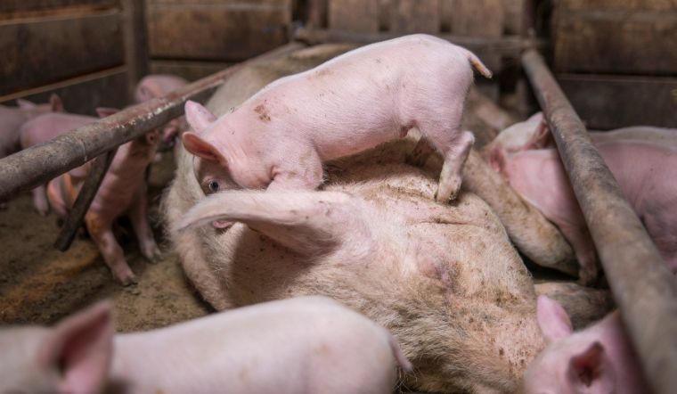Giá heo hơi hôm nay 11/07: Giảm cao nhất 2.000 đồng/kg