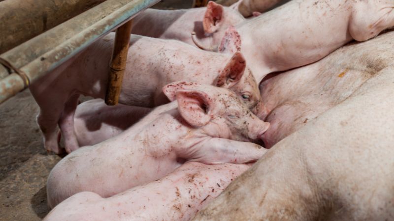 Giá heo hơi hôm nay 11/07 tại miền Bắc Giá heo hơi hôm nay 11/07 tại miền Bắc