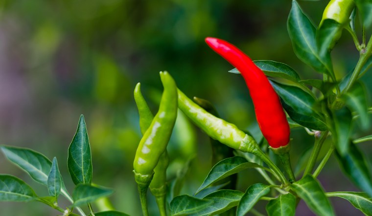 Giá ớt hôm nay 11/07/2024: Giảm thêm khoảng 1.000 - 3.000 đồng/kg