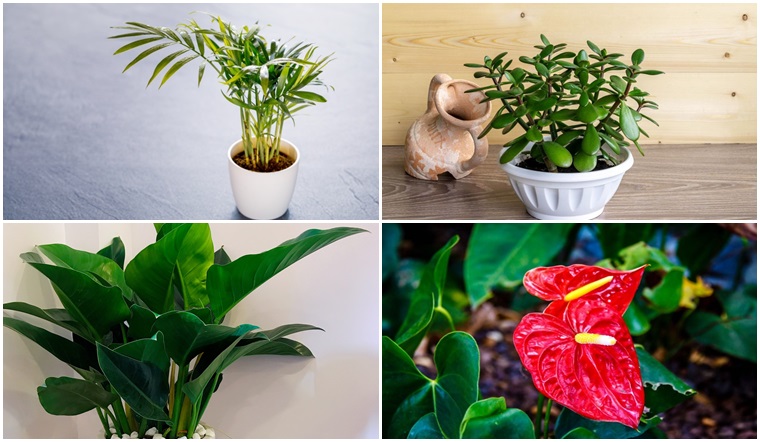 9 loài 'cây phát tài' nên chưng lên bàn thờ cho tài lộc dồi dào