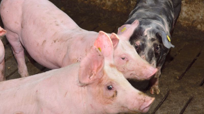 Giá heo hơi hôm nay 12/07 tại miền Trung, Tây Nguyên Giá heo hơi hôm nay 12/07 tại miền Trung, Tây Nguyên