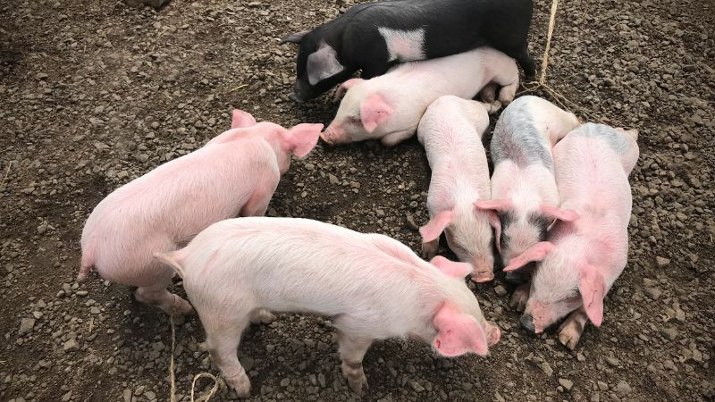 Giá heo hơi hôm nay 12/07 tại miền Nam Giá heo hơi hôm nay 12/07 tại miền Nam