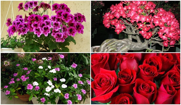 8 loài hoa ưa nắng, càng nắng nóng càng rực rỡ, thích hợp cho ngày hè