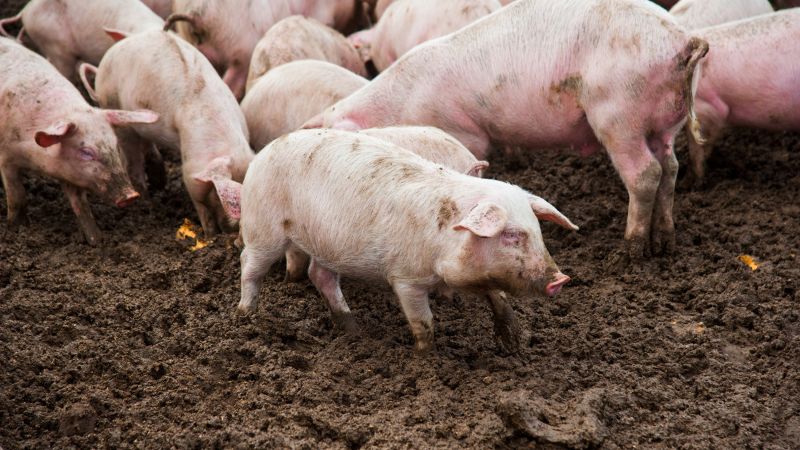 Giá heo hơi hôm nay 13/07 tại miền Trung, Tây Nguyên Giá heo hơi hôm nay 13/07 tại miền Trung, Tây Nguyên