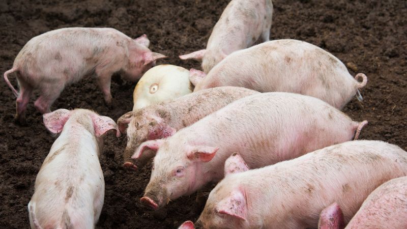 Giá heo hơi hôm nay 15/07 tại miền Bắc