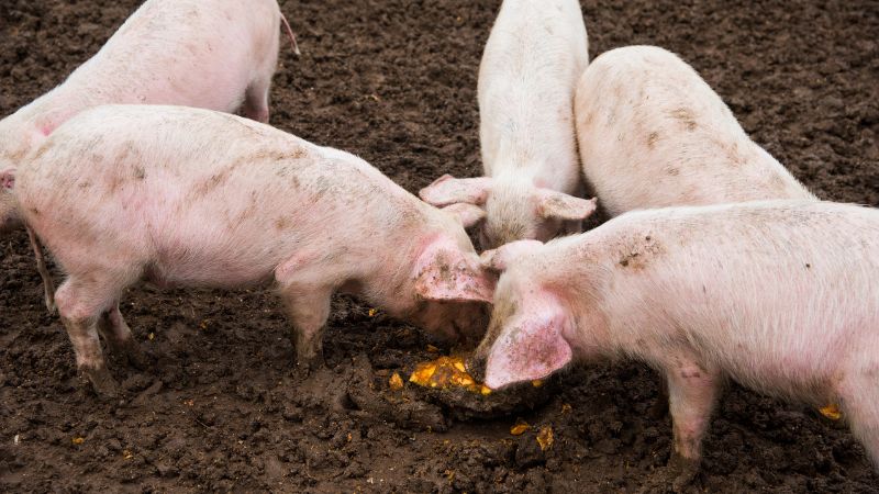 Giá heo hơi hôm nay 15/07 tại miền Nam