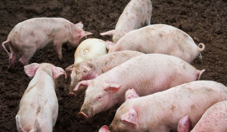 Giá heo hơi hôm nay 15/07: Điều chỉnh rải rác tại một vài nơi