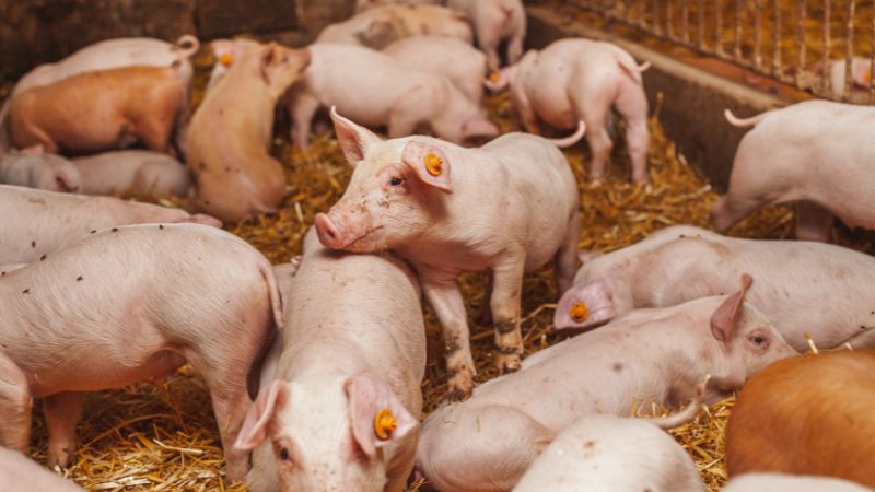 Giá heo hơi hôm nay 16/07 tại miền Bắc