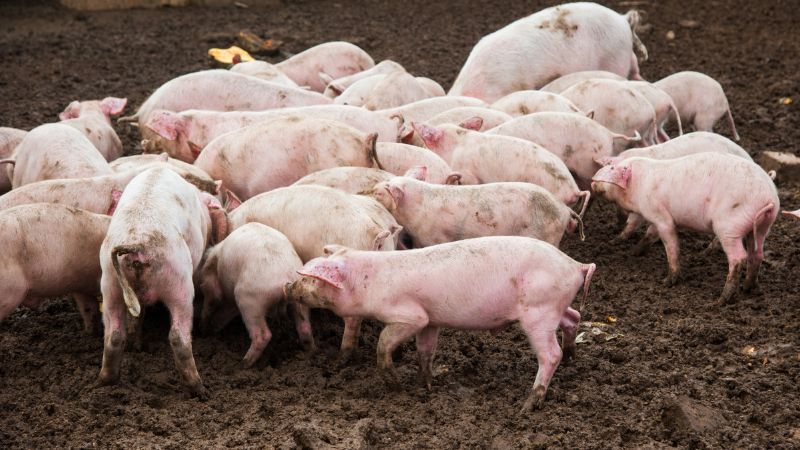 Giá heo hơi hôm nay 16/07 tại miền Nam