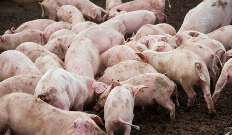 Giá heo hơi hôm nay 16/07: Đồng loạt giảm từ 1.000 - 2.000 đồng/kg