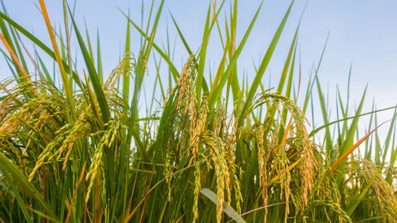 Giá gạo hôm nay 16/7 Giá gạo hôm nay 16/7