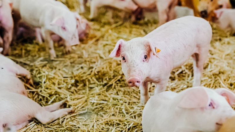 Giá heo hơi hôm nay 17/07 tại miền Bắc