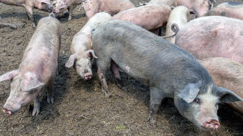 Giá heo hơi hôm nay 17/07 tại miền Nam