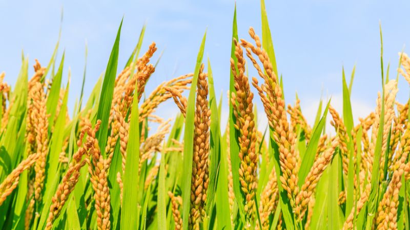 Giá gạo hôm nay 17/7