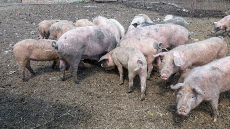 Giá heo hơi hôm nay 18/07 tại miền Bắc