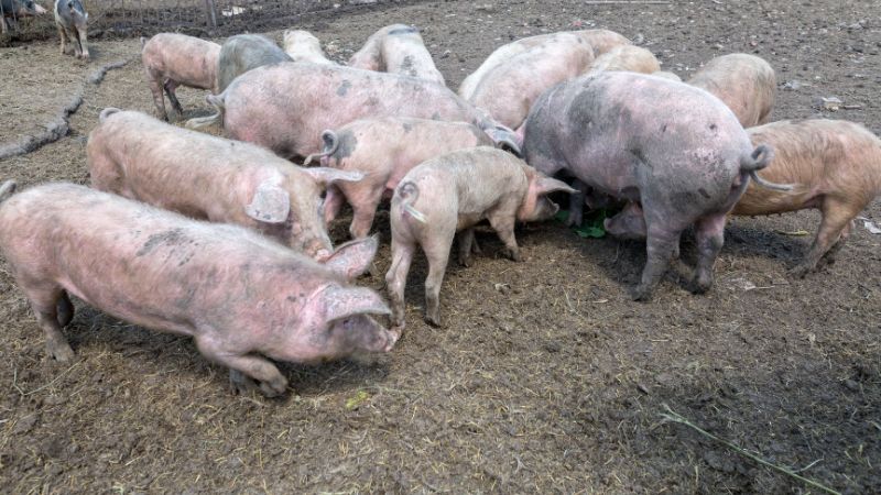 Giá heo hơi hôm nay 18/07 tại Trung, Tây Nguyên