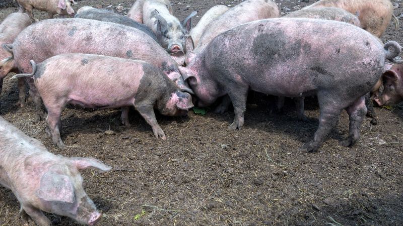 Giá heo hơi hôm nay 18/07 tại miền Nam