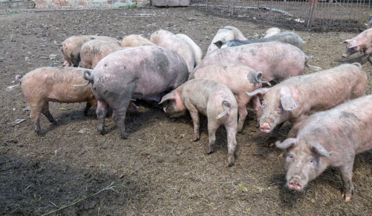 Giá heo hơi hôm nay 18/07: Tiếp đà giảm 1.000 đồng/kg