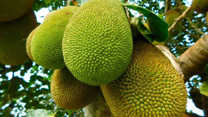 Mít nuôi trái thì bao nhiêu ngày bón phân hóa học 1 lần? Mít nuôi trái thì bao nhiêu ngày bón phân hóa học 1 lần?