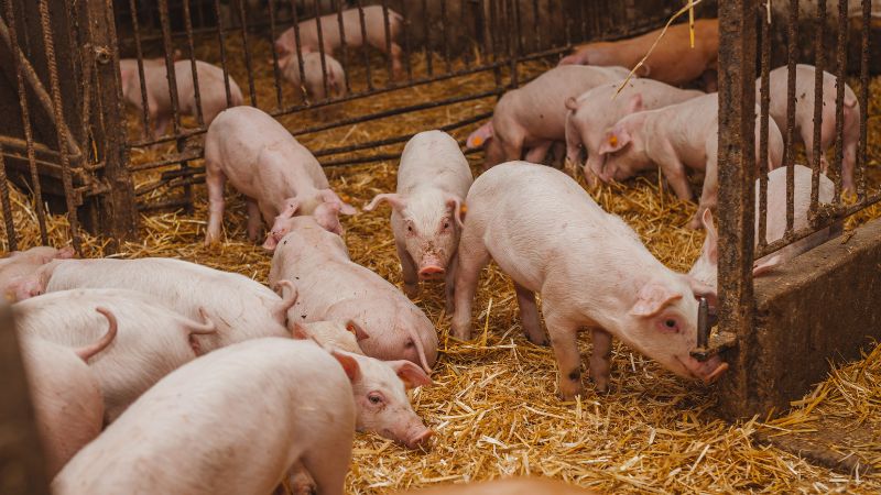 Giá heo hơi hôm nay 19/07 tại miền Bắc