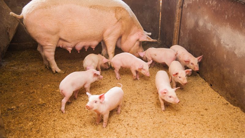 Giá heo hơi hôm nay 19/07 tại miền Nam