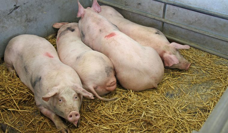 Giá heo hơi hôm nay 19/07: Ổ định, neo cao ở mức 60.000 đồng/kg