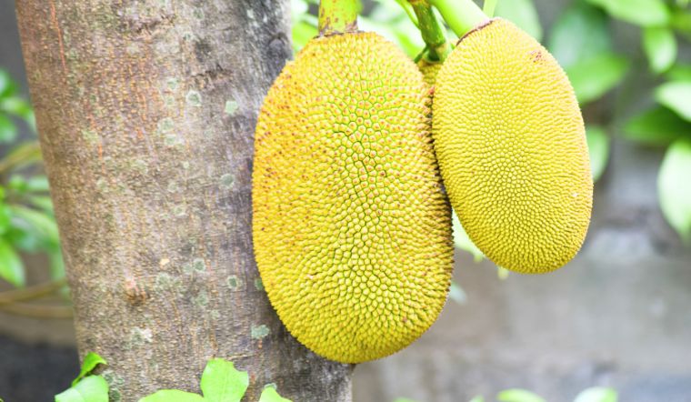 Giá mít Thái hôm nay 19/7/2024: Điều chỉnh tăng