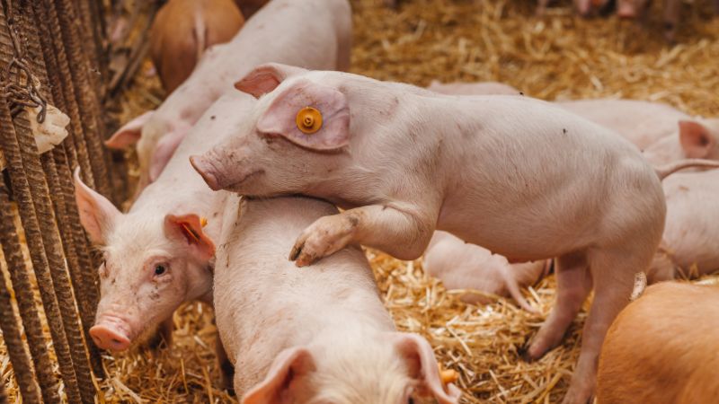 Giá heo hơi hôm nay 20/07 tại miền Bắc Giá heo hơi hôm nay 20/07 tại miền Bắc