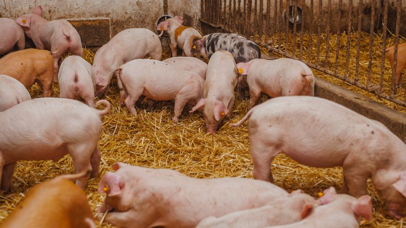 Giá heo hơi hôm nay 20/07 tại Trung, Tây Nguyên Giá heo hơi hôm nay 20/07 tại Trung, Tây Nguyên