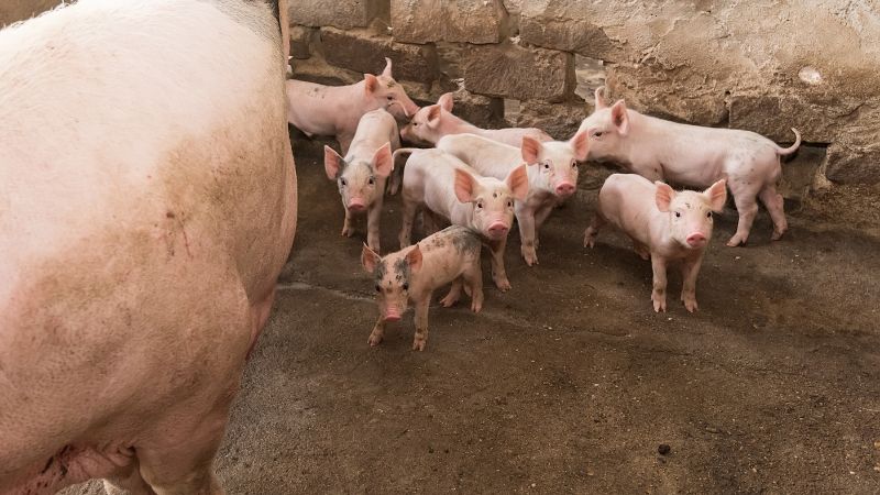 Giá heo hơi hôm nay 20/07 tại miền Nam Giá heo hơi hôm nay 20/07 tại miền Nam