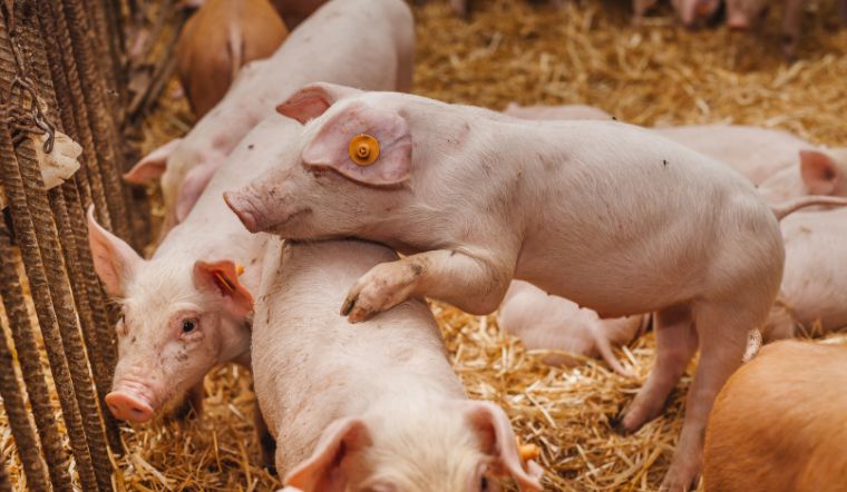 Giá heo hơi hôm nay 20/07: Điều chỉnh trái chiều