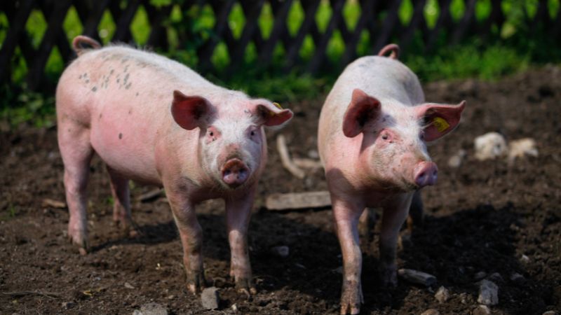 Giá heo hơi hôm nay 22/07 tại miền Bắc