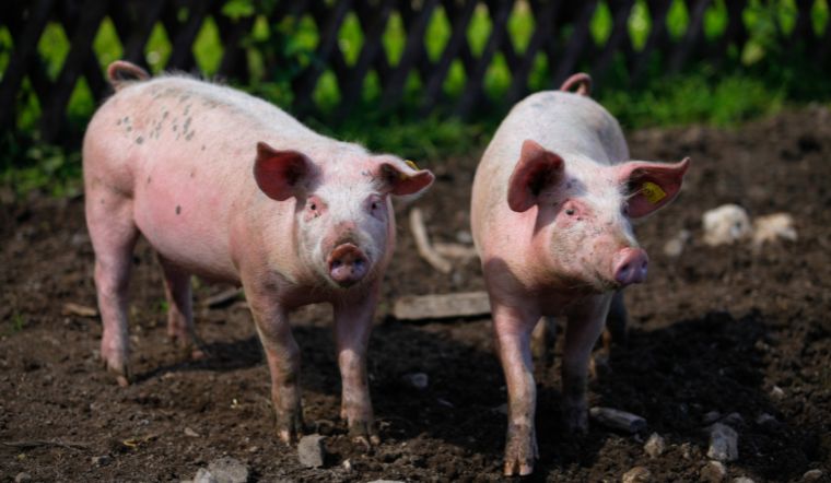 Giá heo hơi hôm nay 22/07: Dao động 61.000 - 66.000 đồng/kg