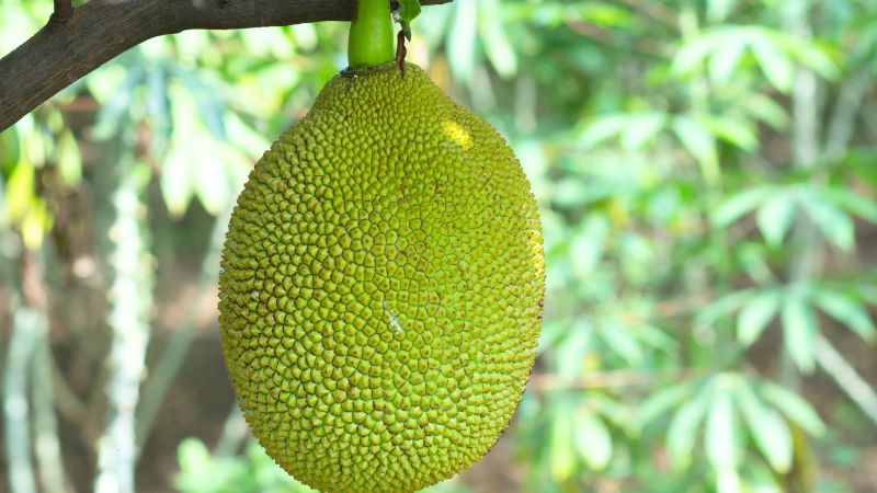Làm thế nào ngừa xì mủ mít Thái đúng cách? Làm thế nào ngừa xì mủ mít Thái đúng cách?