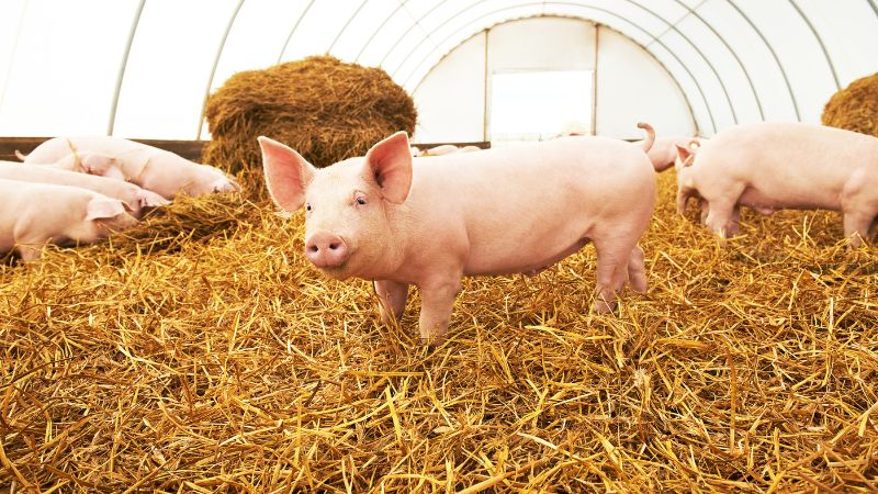 Giá heo hơi hôm nay 23/07 tại miền Bắc Giá heo hơi hôm nay 23/07 tại miền Bắc