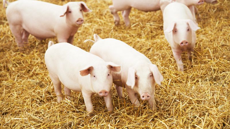 Giá heo hơi hôm nay 23/07 tại Trung, Tây Nguyên Giá heo hơi hôm nay 23/07 tại Trung, Tây Nguyên