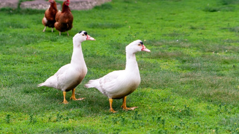 Giá vịt hôm nay ngày 23/07 Giá vịt hôm nay ngày 23/07