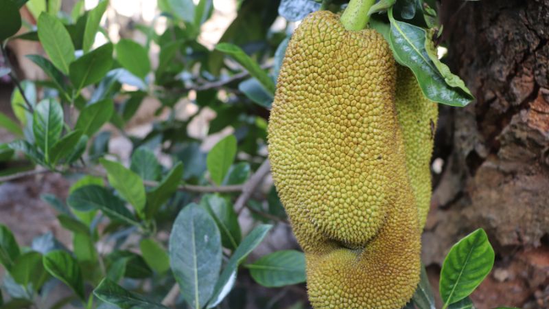 Vì sao nên cho cây mít Thái ra bông đồng loạt? Vì sao nên cho cây mít Thái ra bông đồng loạt?