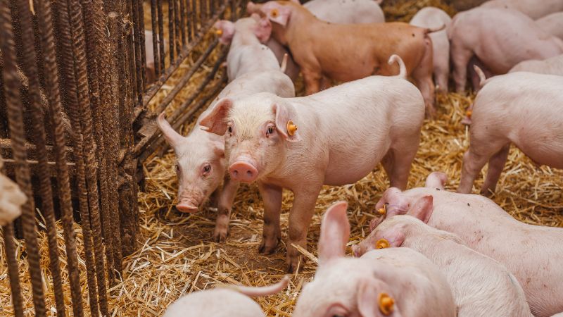 Giá heo hơi hôm nay 24/07 tại miền Nam