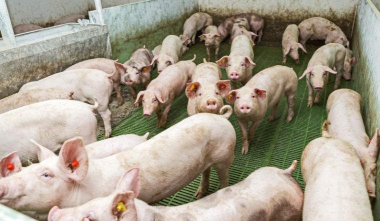 Giá heo hơi hôm nay 24/07: Miền Nam tăng nhẹ 1.000 đồng/kg